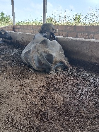 પેલા વેતર ખડેલી વેચવાની છે