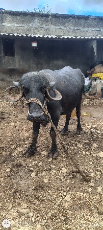 ભેંસ વેચવાની છે