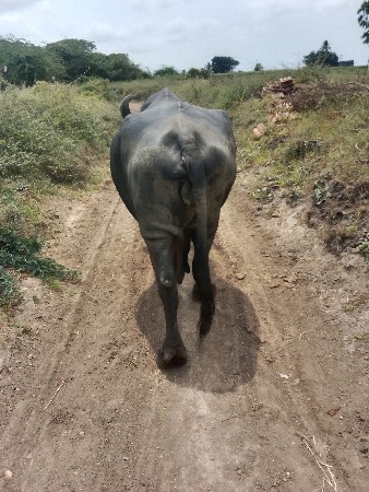 આ ભેંસ વેચવાની છે