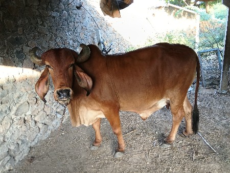 1 ગાય છે 1 ઓડકી છે બે દેવાનાછે