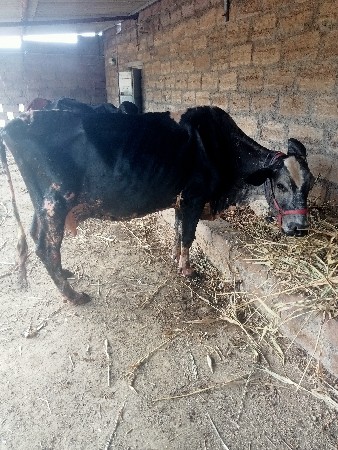 ગાય વેચવાની છે