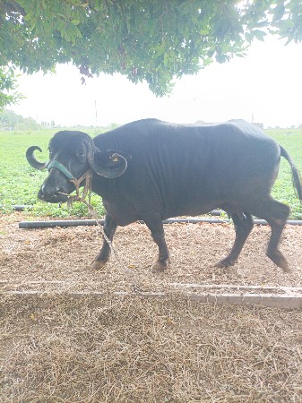 bhesh vesvani se