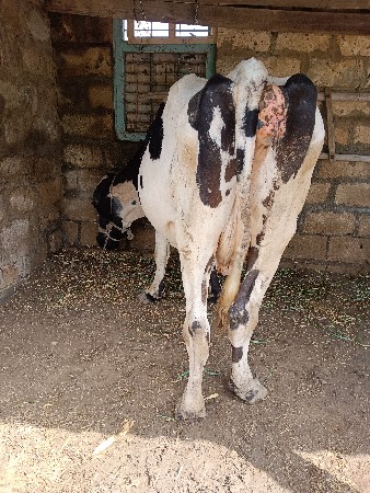 ગાય વેશવાની છે