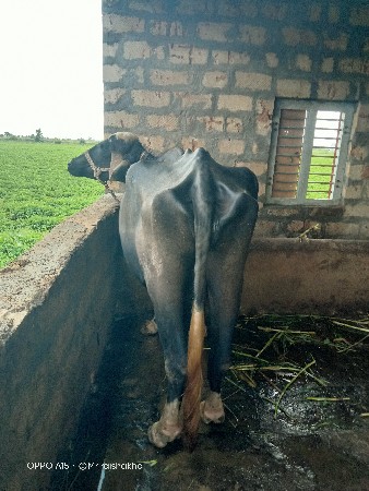 ક