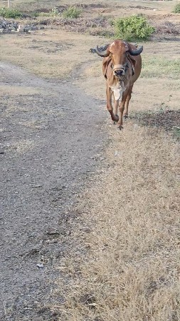 ગીર ઓડકી વેચવાની સે