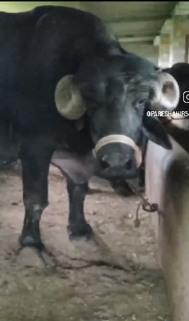 3 જુવેતર
