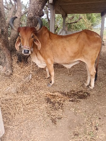 બળદ દેવાના છે