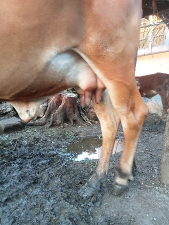 ગીર ગાય વેચવાની છે