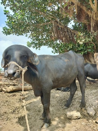 પાડો વેચવાનો છે