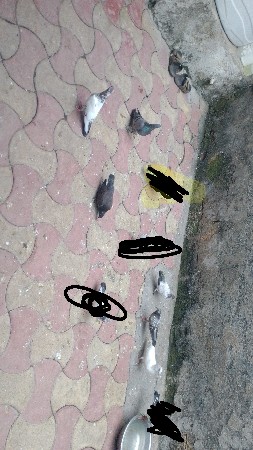 કબૂતર વેચ વાના છે