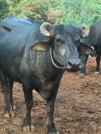 એકદમ ચોખી બધી જવાબદારી થી આપવાની