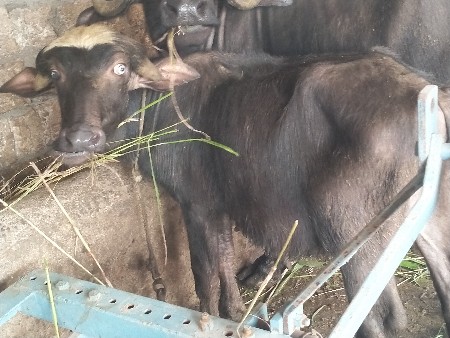 pado