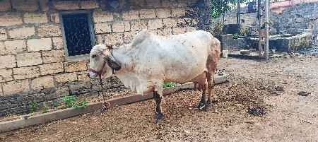 આ ગીર ગાય અને ગીર ઓડકી વેચવાની છે