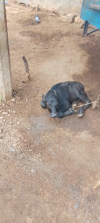 પાડો વેચવાનો છે
