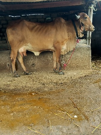 ગિર ગાય દેવાનિછે