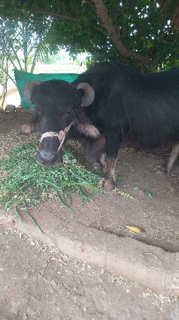 ત્રિજુ વેતર છે