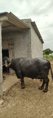 વેચવાની છે