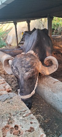 ભેંસ વેચવાની છે