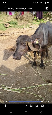 ખડેલી વેચવાની છે
