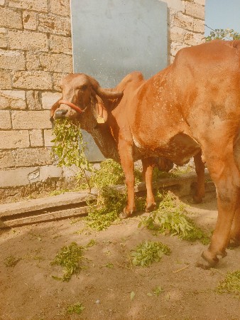 ગાય વેચવાની સે