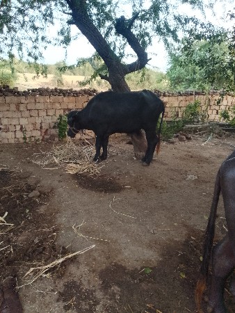 3 ભેંસો વેચવાની છે