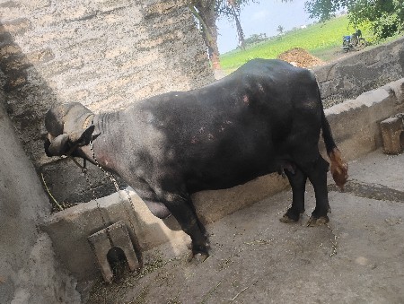 ઓરિજનલ જાફરી