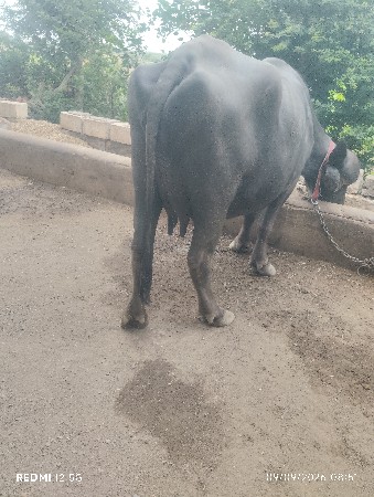 બે ખડેલી