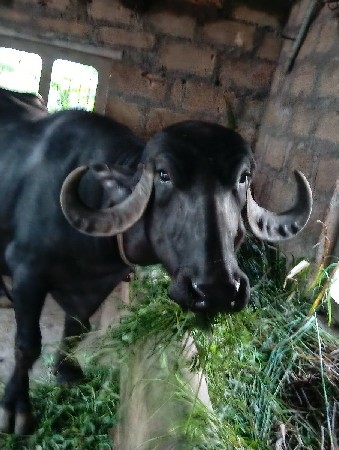 ભેશ