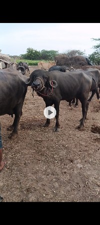 પાડો વેચવાનો છે