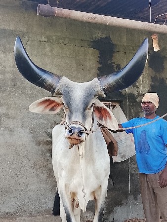 બરદ આપવા નો સે