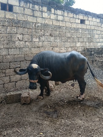 ભેંસ વેચવાની છે