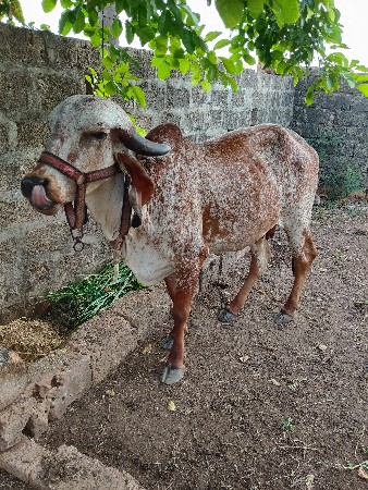 કાબરી ઓડકી વેચવાની છે