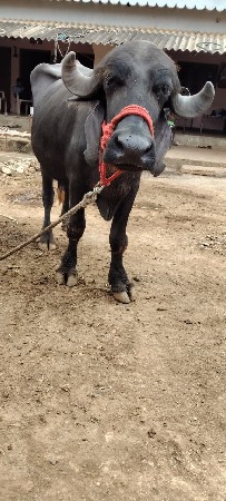ખડેલુ વેચવાનુછે