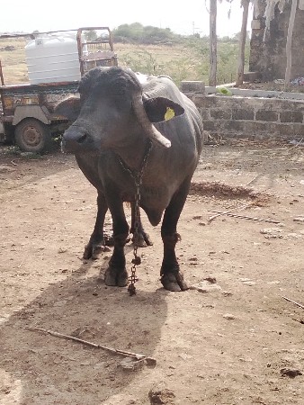 ભેંસ. વેશવાનિ. સે