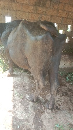 5 mu vetar
