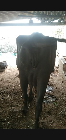 પેલુ વેતર વેસવાની છે