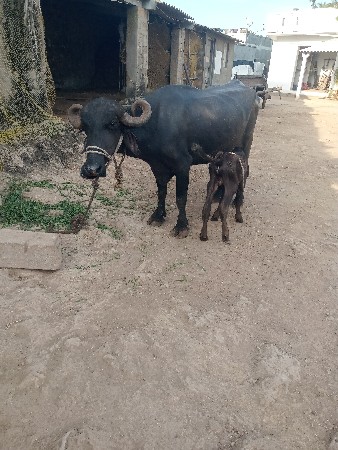 ખડેલી વેચવાની છે