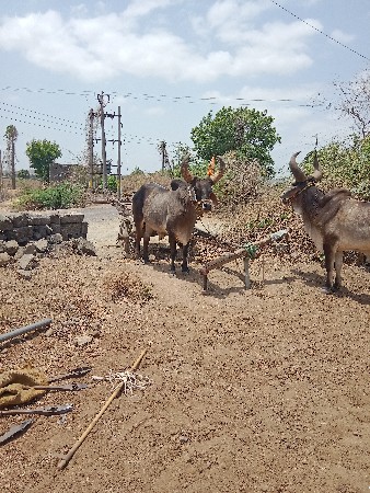 vesavana છે