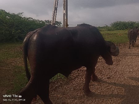 પાડો