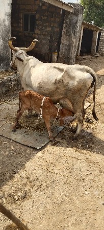 ગાય વેચવાની છે