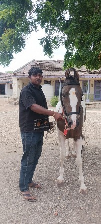 ઘોડી વેચવાની છે ઉમર 5 વર્ષ ની છે