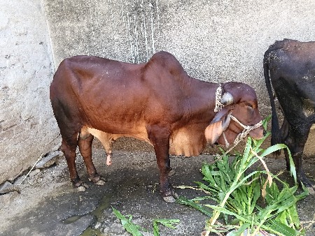 દેશી ખુટ વેચવાનો છે