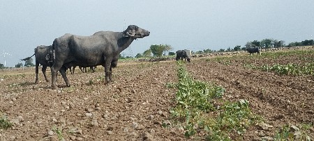 ભેંસ વેચવાની છે
