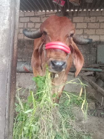 ગાય
