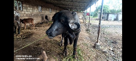 પાડો વેચવાનો સે