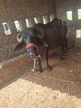 વેસવાનીસે