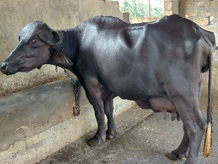 પેલુ વેતર ચાર દીની વેણલ