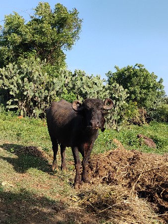 ખડેલી વેચવાની છે પહેલું વેતર