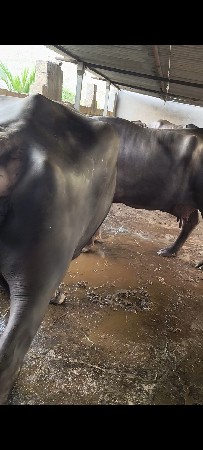 પારેટ ભેંસ વેચવાની છે