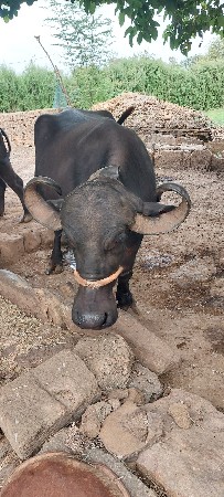 ભેશ વેચવાની છે